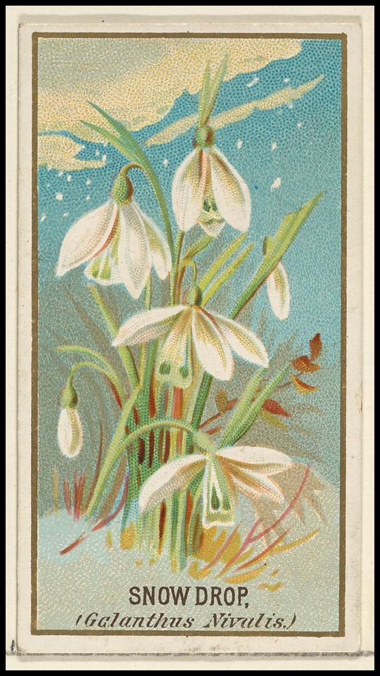 Color lithograph trade card depicting a white snowdrop flower (Galanthus nivalis) with green leaves, from the Flowers series for Old Judge Cigarettes, published by Goodwin & Company in 1890.