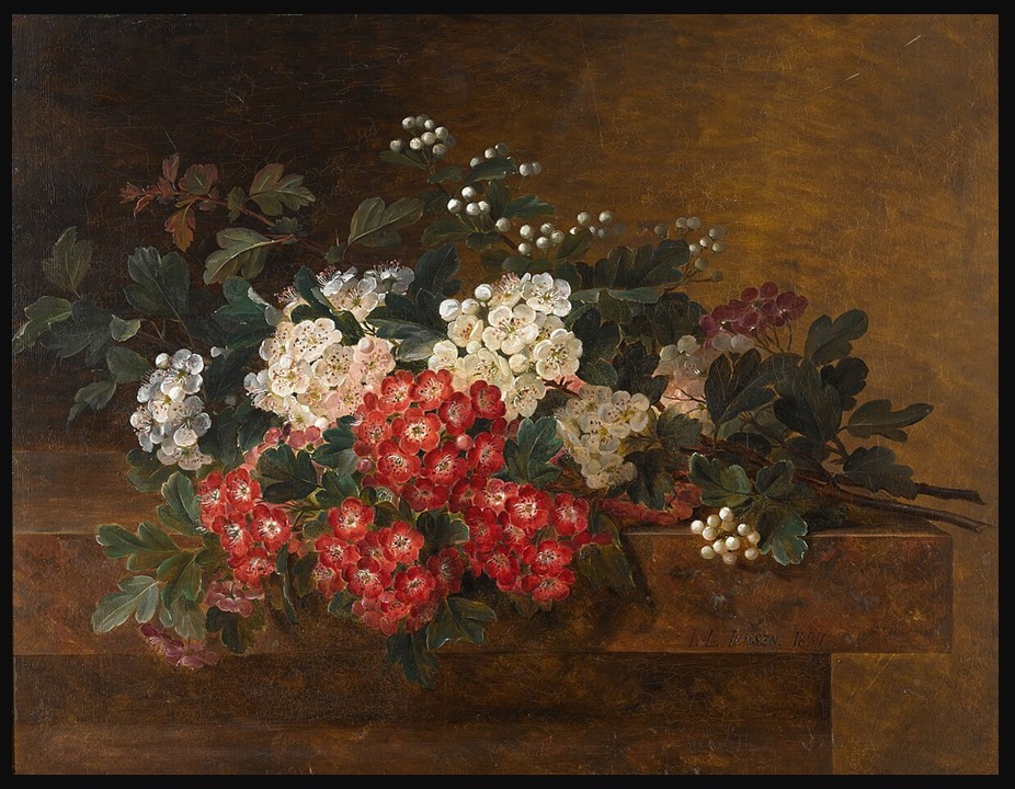 A delicate still life by Johan Laurentz Jensen showing pale hawthorn blossoms on a dark background, highlighting their fine detail and soft light.